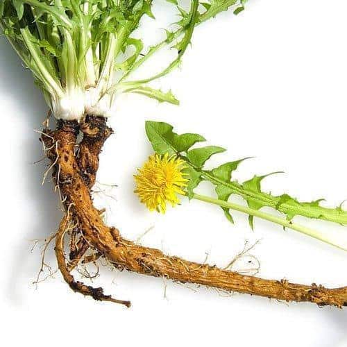 Dandelion-root