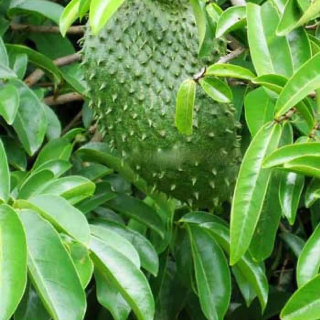 Graviola leaf