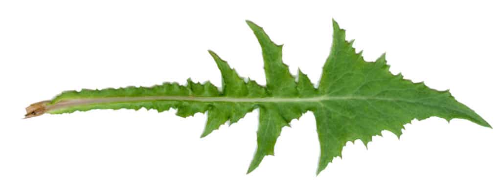 Taraxacum-leaves