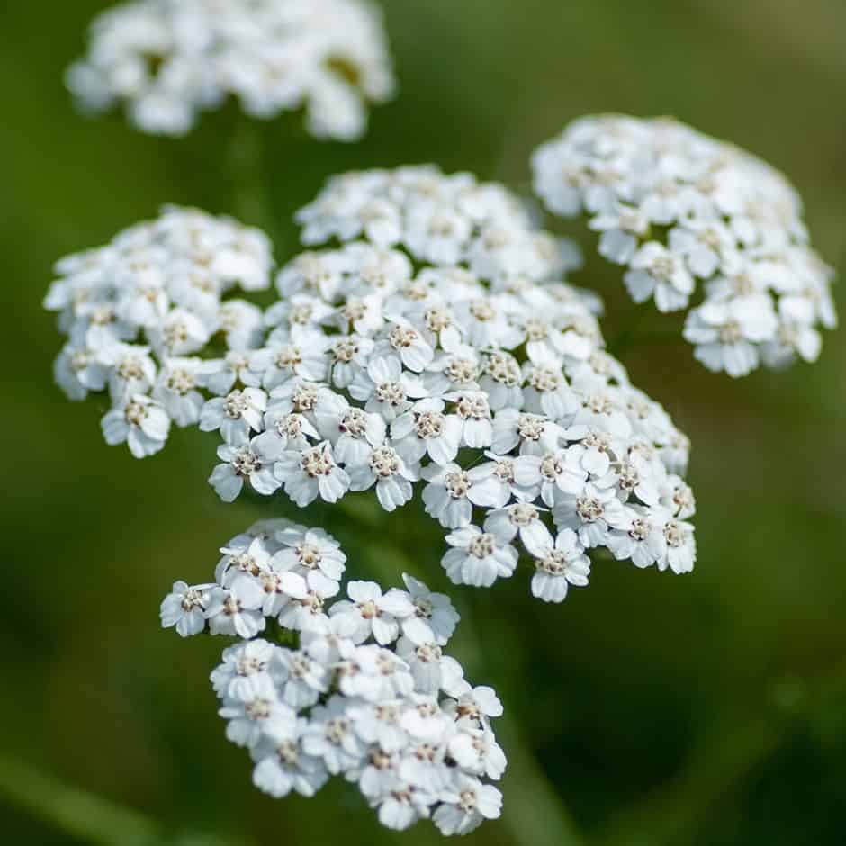 Yarrow