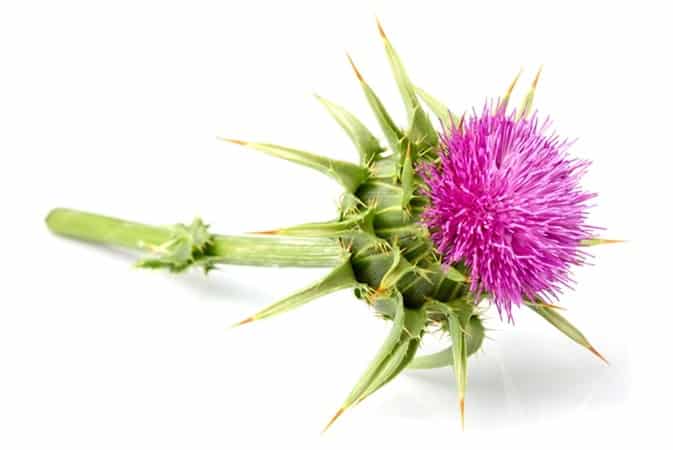 marian-thistle