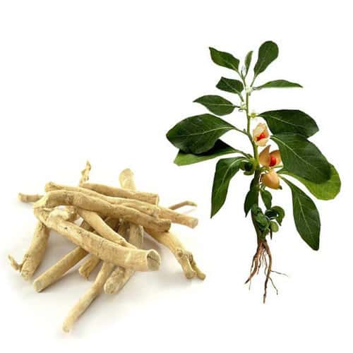 Ashwagandha-ingredients