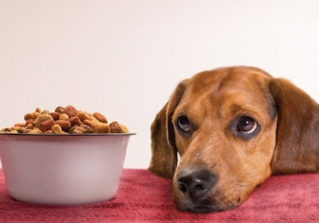 Dog Food secrets