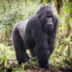 375k-US-Deaths-Zoo-Gorillas-Test-Positive