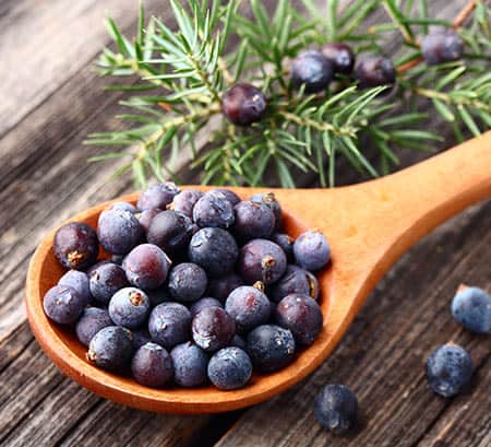  Blood Pressure 911 Reviews-Juniper Berry-ingredient