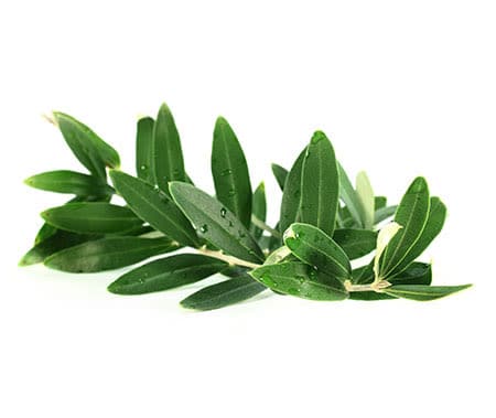  Olive Leaf