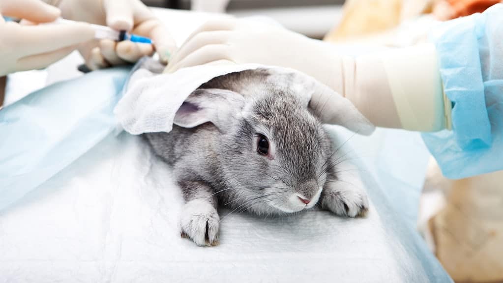 Virginia Is The Fourth State To Ban The Use Of Animals In Cosmetic Testing