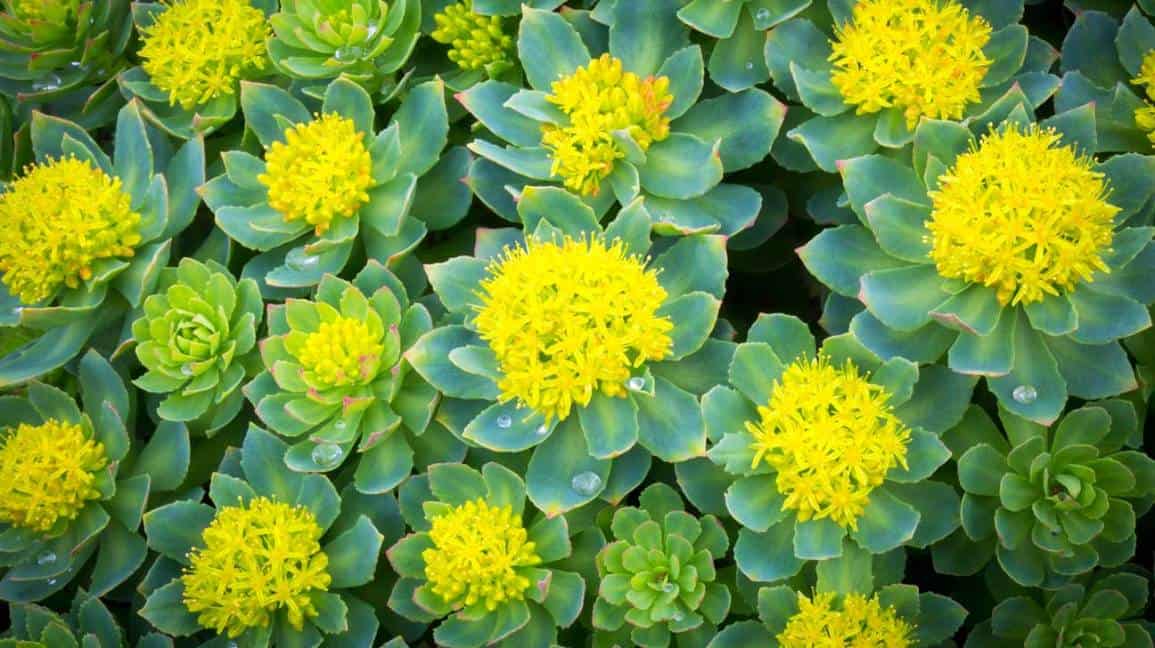 rhodiola-rosea