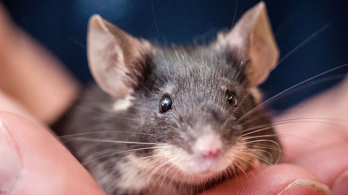 The Deadly Virus Is Now Unfurling Its Grips On Rodents; Can Infect Mice