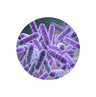 biofit ingredient 1- Bacillus Subtilis