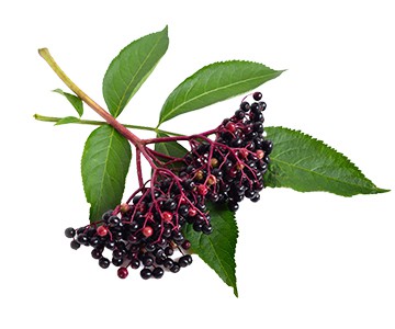 Elderberry Extract