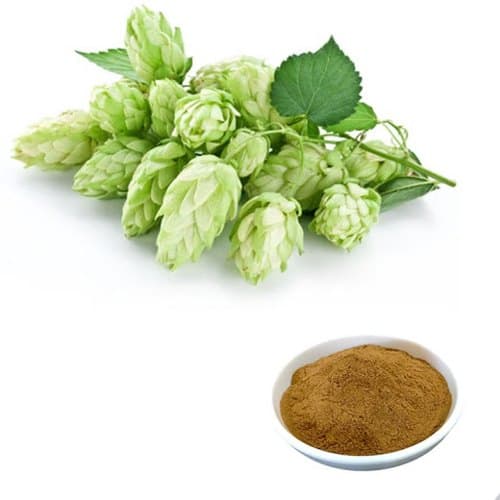 Hops Flower Powder 