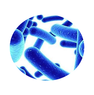 biofit ingredient 4 - Lactobacillus Acidophilus