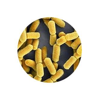 biofit ingredient 3 - Lactobacillus Rhamnosus