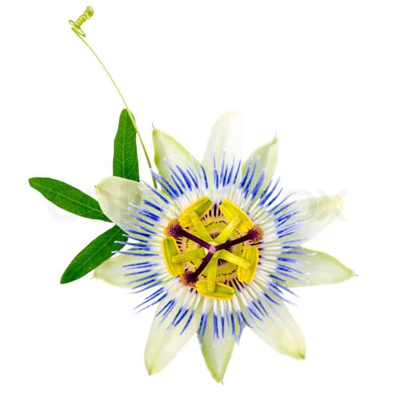 Passionflower