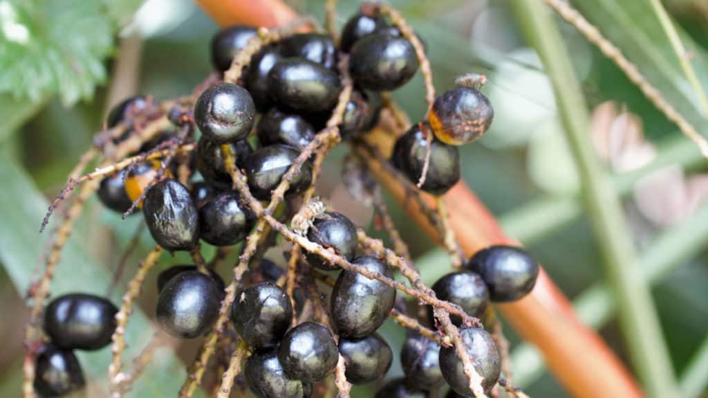  Saw Palmetto  Extract 