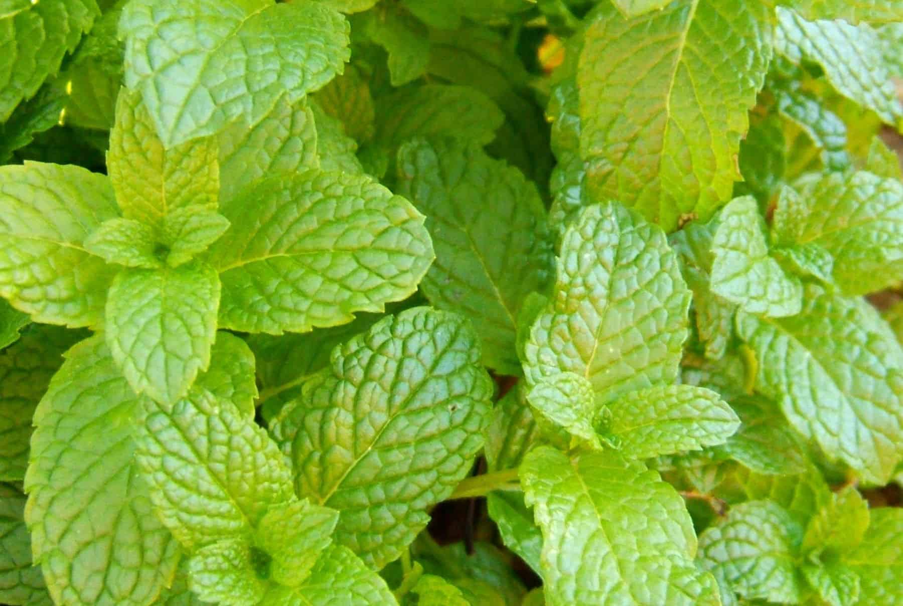 Dentitox Pro Ingredient-Spearmint/Peppermint 