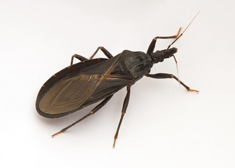 Americans Are Susceptible To Long-Term Health Complications Caused By Kissing Bugs