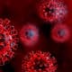 Coronavirus Infections In Animals May Be More Widespread Than Previously Considered