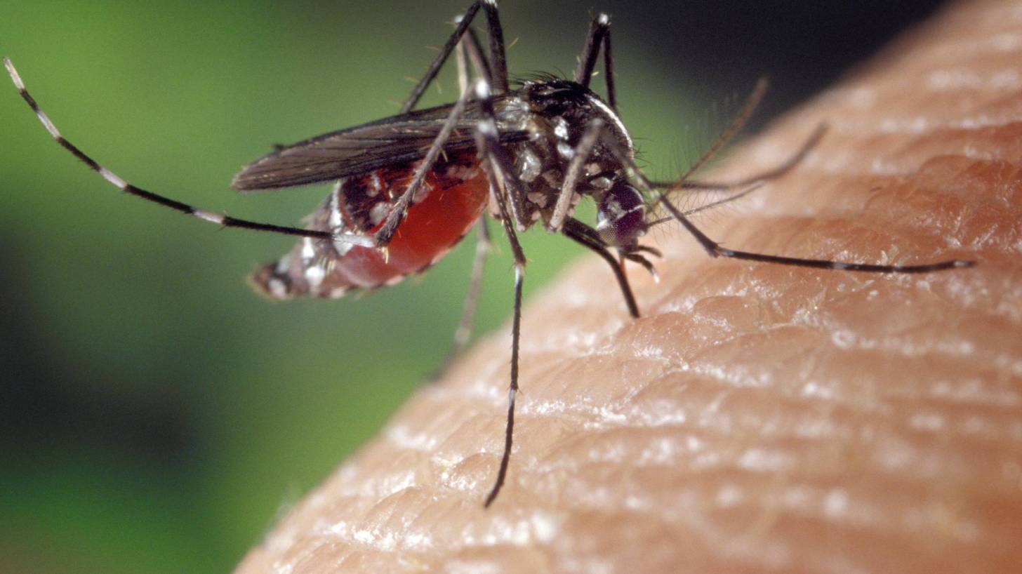 Dengue Kills A Lady In Florida