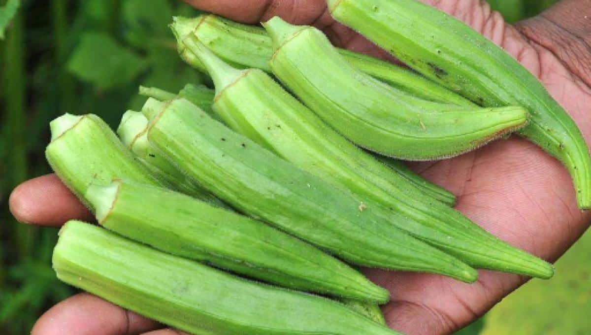 Wonders Of Okra; More Than One Reason To Love The Humble Vegetable