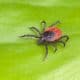 Tick Season: Avoid Lyme Disease