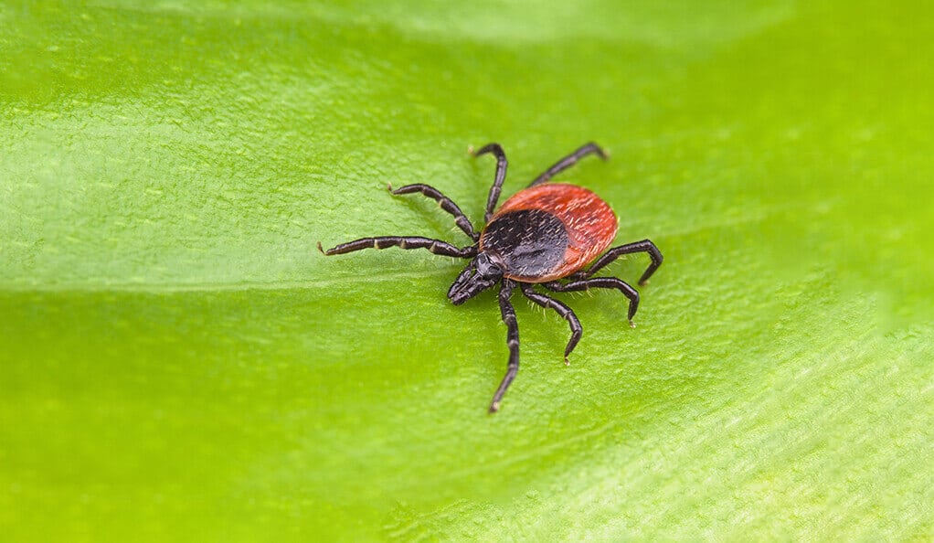 Tick Season: Avoid Lyme Disease