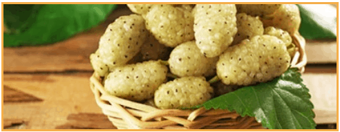 Altai Balance Ingredients - White Mulberry