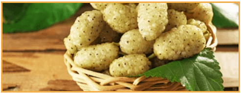 White Mulberry