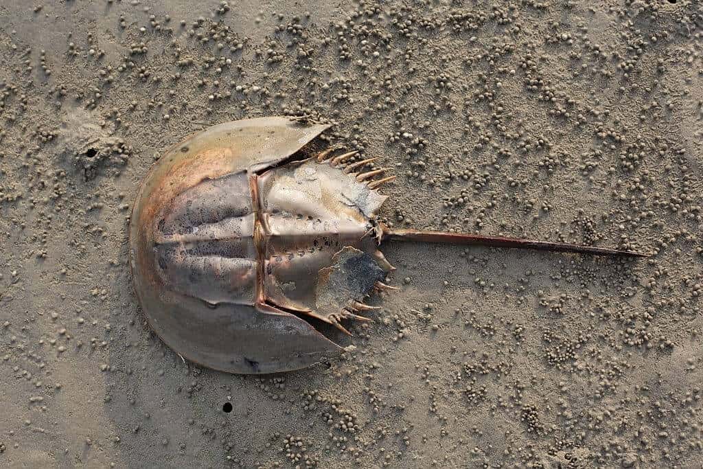 Blue Blood Of The Horseshoe Crab Prevents Contamination Of Needle