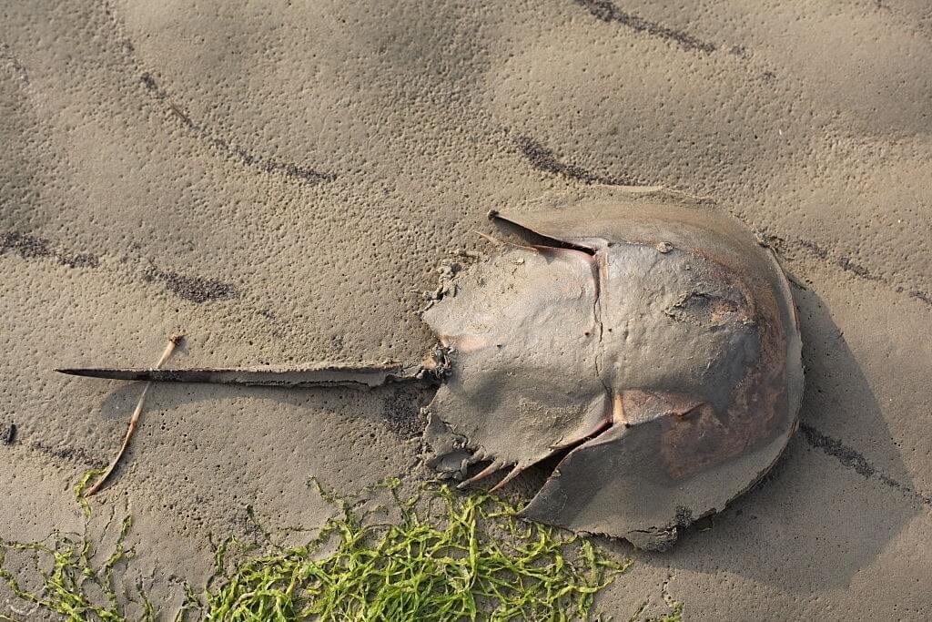 Clean Needles Are Reliant On The Blue Blood From Horseshoe Crabs To Be Clean