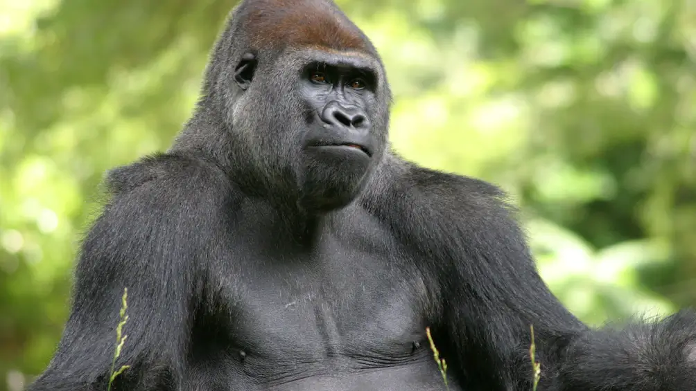 Gorillas Of Atlanta Zoo Test Positive For Coronavirus