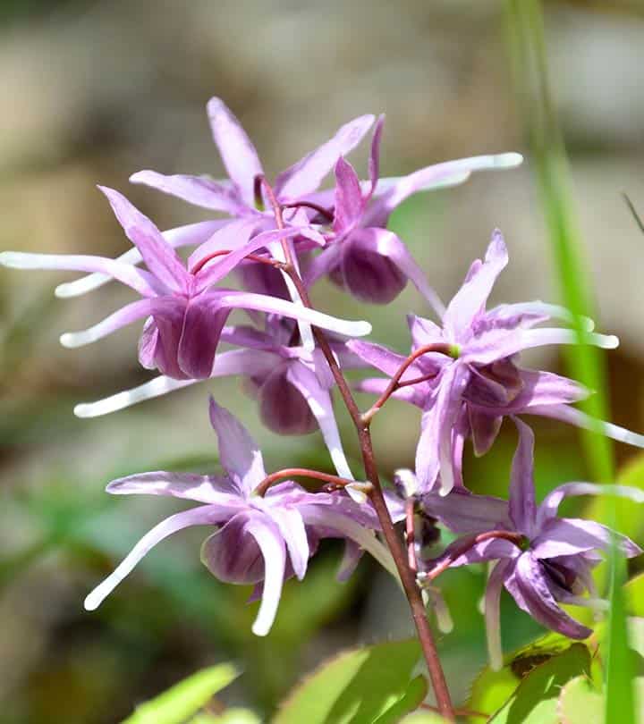 VigorNow Ingredient - Horny Goat Weed