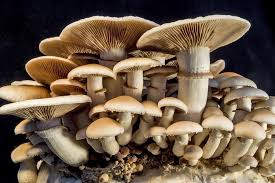 Autaphagene Ingredient 3 Mushroom