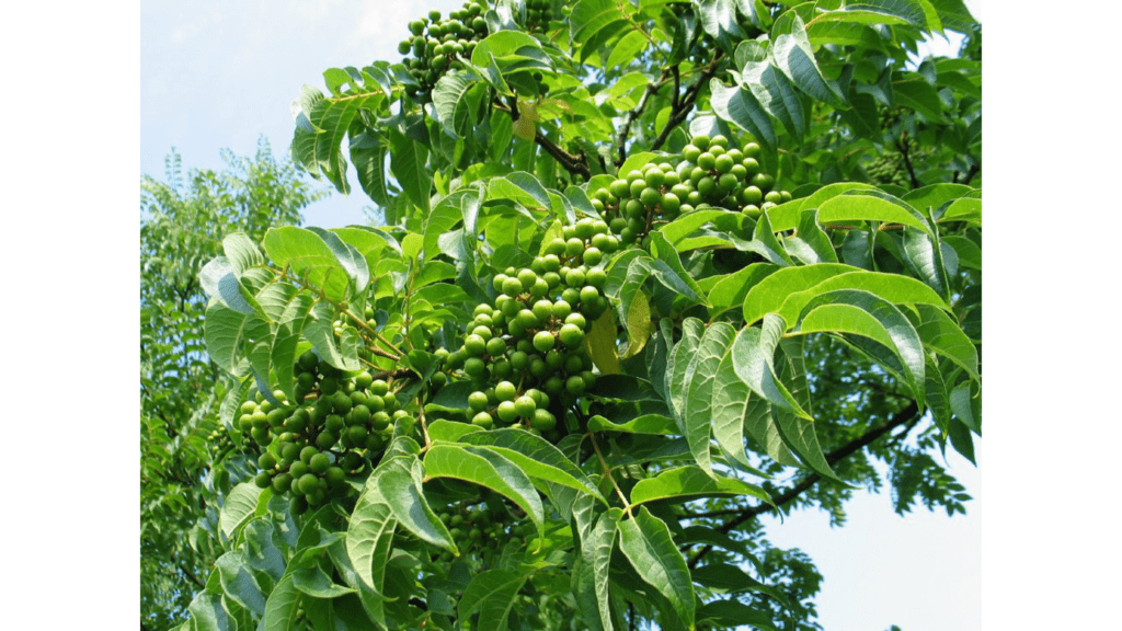 How Does Amur Cork Bark help In Reducing Weight