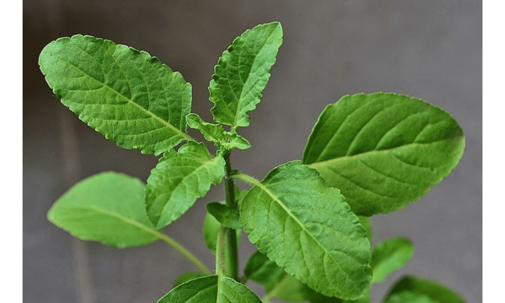 How-Holy-Basil-Lower-Cholesterol-Levels-And-Its-Herbal-Actions