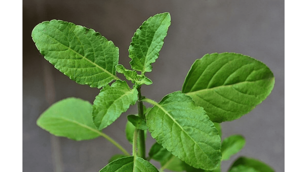 How Holy Basil Lower Cholesterol Levels And It's Herbal Actions