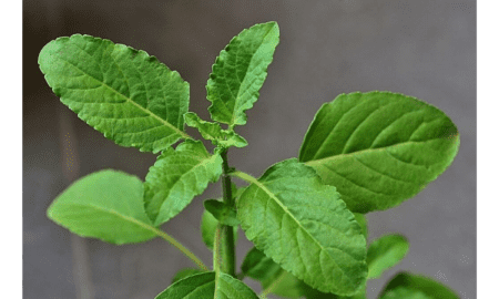 How-Holy-Basil-Lower-Cholesterol-Levels-And-Its-Herbal-Actions