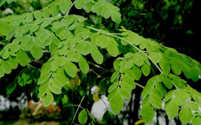 Man Greens Ingredient 6 Moringa leaves