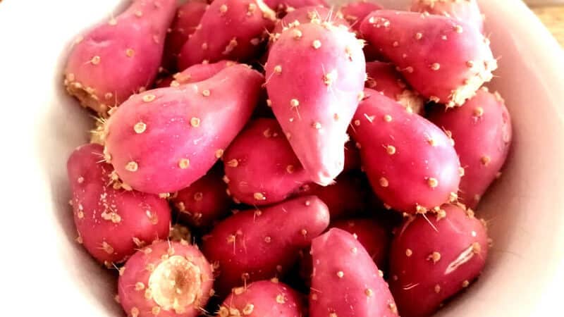 Mitoboost ingredient 8 Prickly Pear