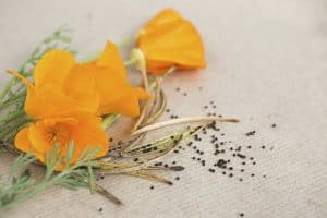 Night Slim Pro Ingredient 1- California Poppy Seed