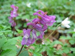 Night Slim Pro Ingredient 2-Corydalis