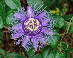 Night Slim Pro Ingredient 3-Passiflora Incarnata