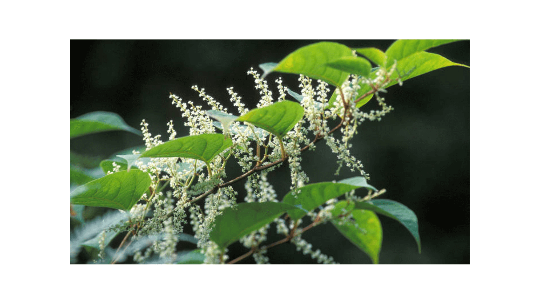 Relation Between Japanese Knotweed And Weightloss 