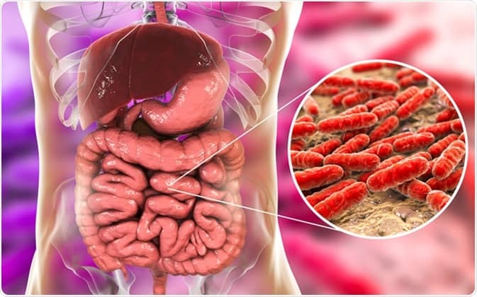 What Are The Advantages Of Probiotic Microorganisms For The Intestine?