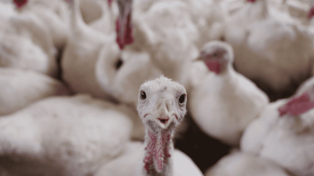 Farmers Reduced Size Of Their Flocks, Increasing The Cost Of Turkeys