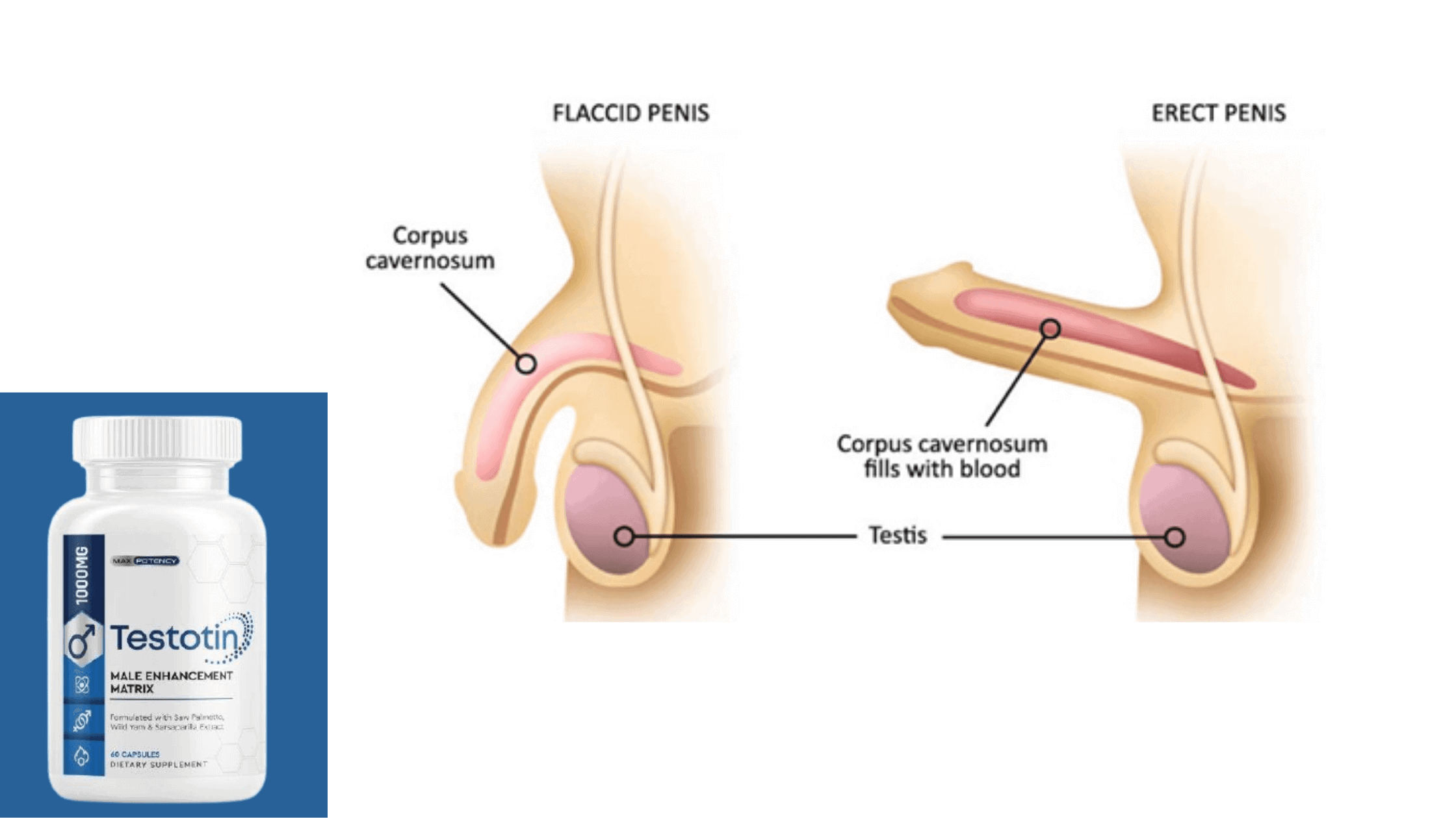 Testotin Benefits