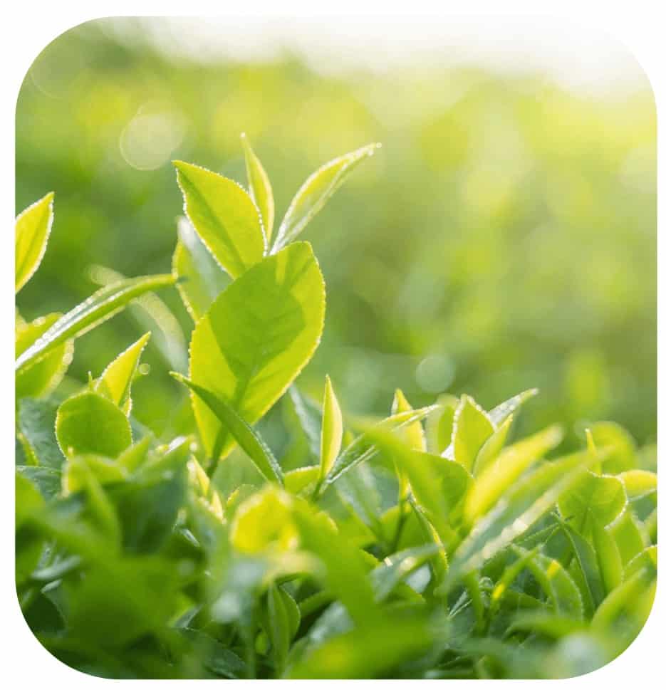 Ingredient 2 - Green Tea Leaf Extract 