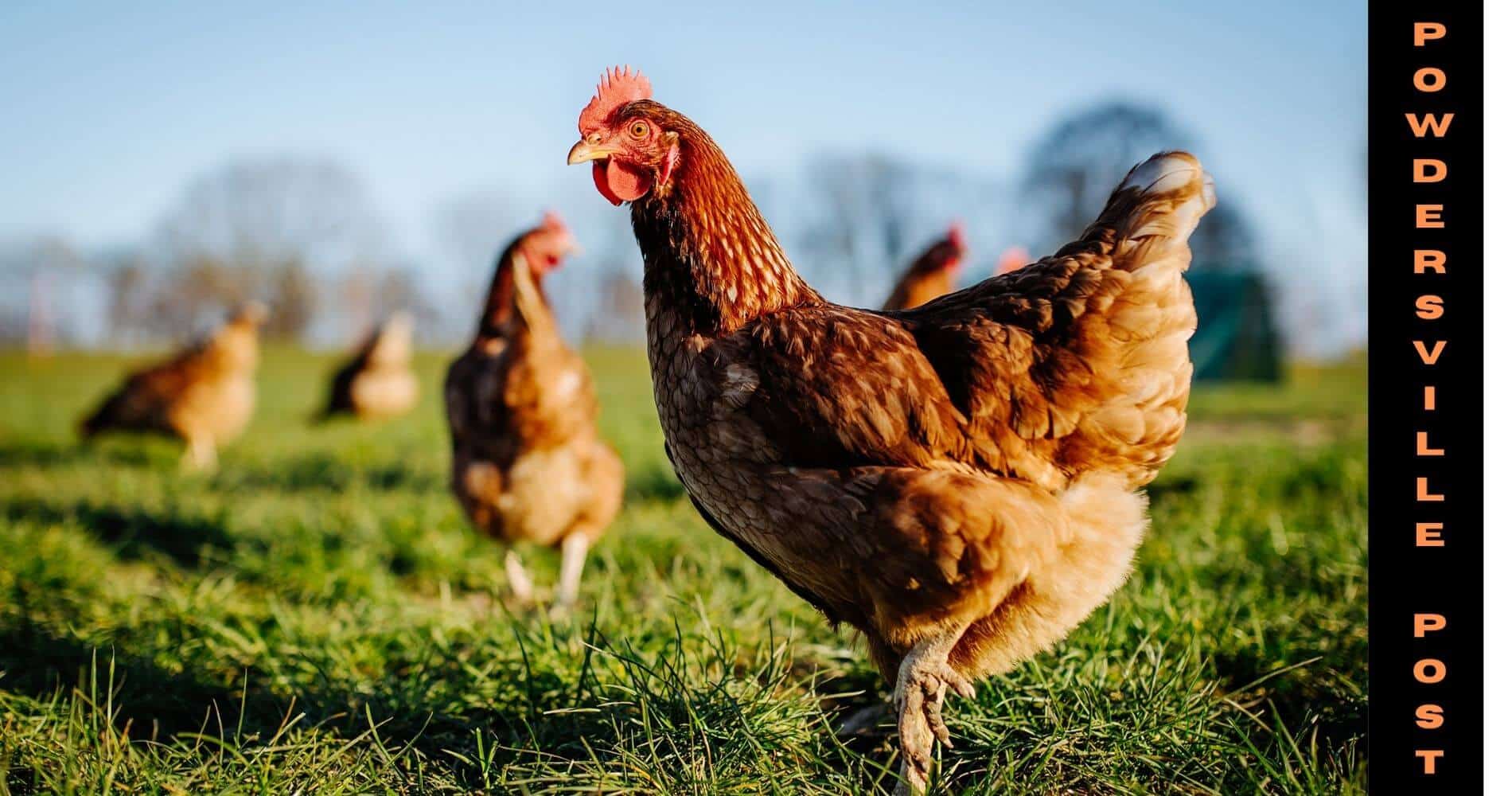 Disease-Resistant-Pathways-Found-In-Chicken-Latest-News