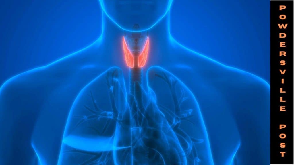 Thyroid Glands Can Have A Significant Impact On Cardiovascular Health